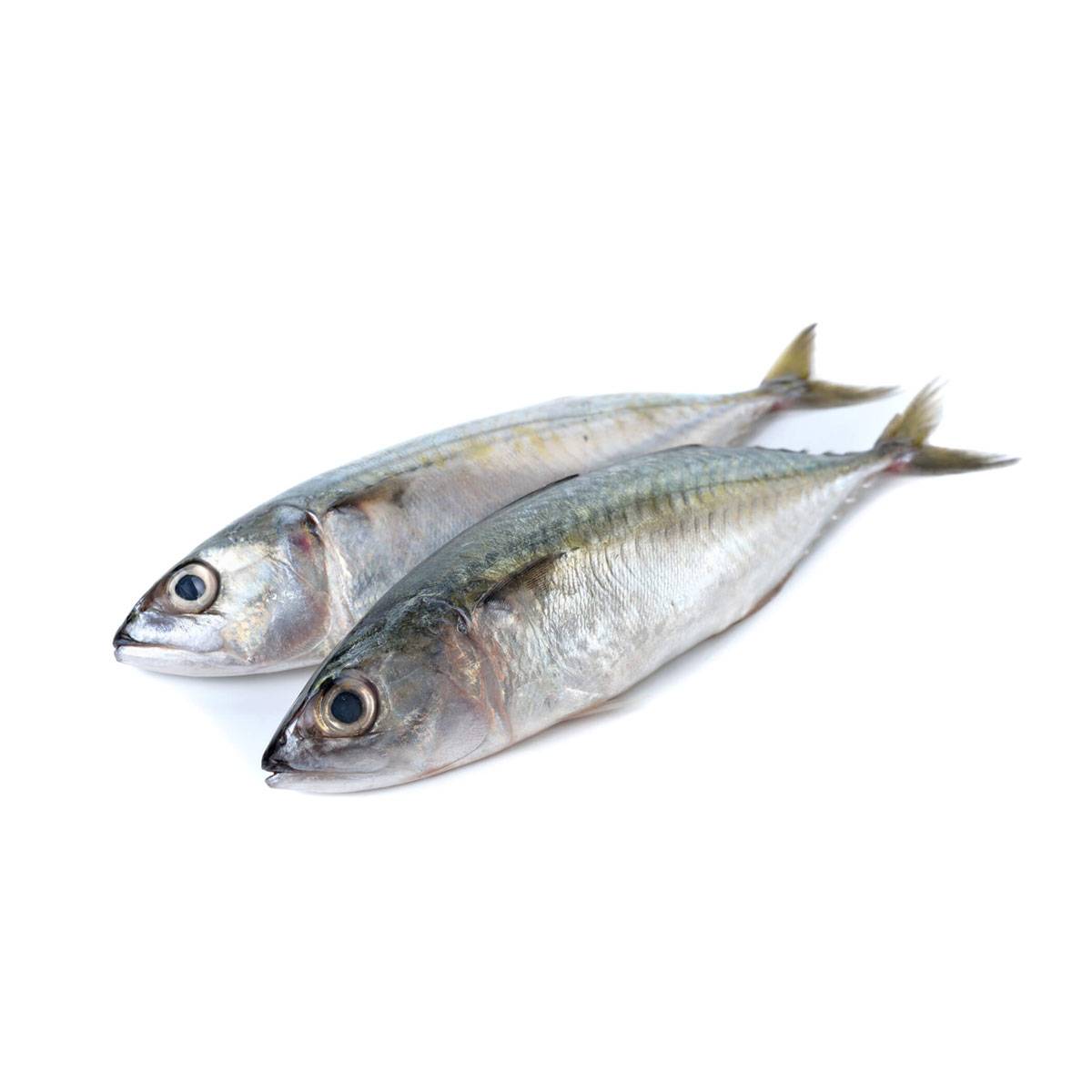 Cococa Mackerel Fish(Big) 1kg | Cococa E-Commerce Private Limited | Buy ...