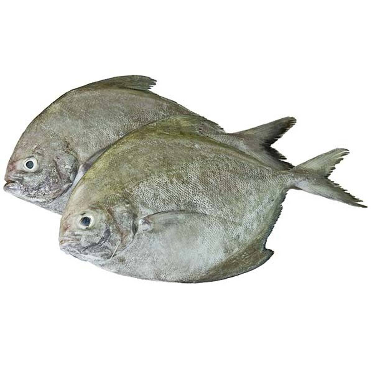 big avoli fish