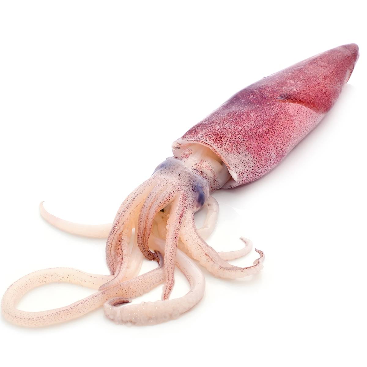 cococa Squid 2kg | Cococa E-Commerce Private Limited | Buy online | Buy  cococa, Fish online
